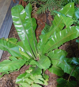 Asplenium nidus