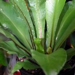 Asplenium nidus