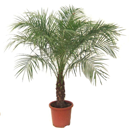 pygmy date palm tree. Dwarf Date Palm or Pygmy Date