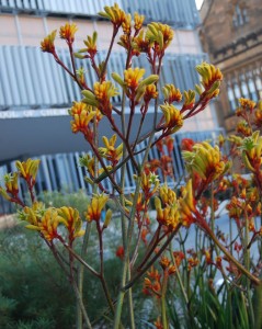 Anigozanthos Gold