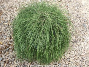 Casuarina galuca