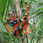 Chamaedorea seifrizii - fruits