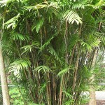 Chamaedorea seifrizii