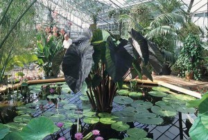 Colocasia esculenta Black Magic