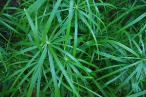 Cyperus alternifolius