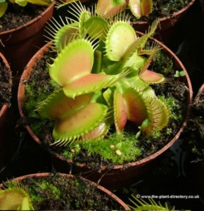 Dionaea muscipula