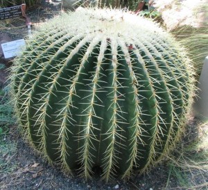 Echinocactus grusonii