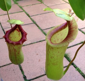 Nepenthes ventricosa x truncata