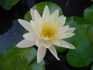 Nymphaea spp.