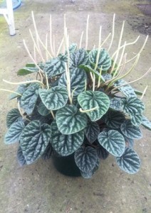 Peperomia marmorata