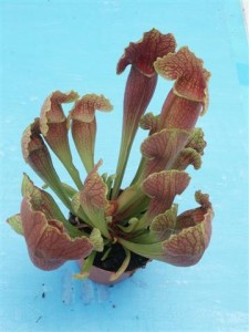 Sarracenia x mitchelliana