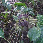 Tacca chantrieri 