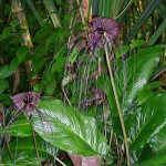 Tacca chantrieri 