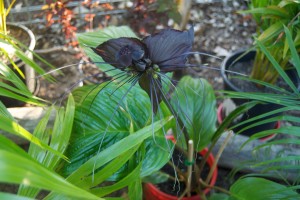 Tacca chantrieri