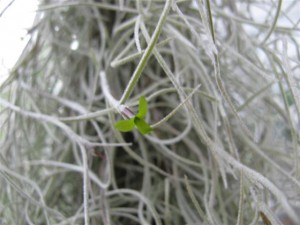 Tillandsia usneoides