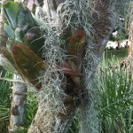 Tillandsia usneoides