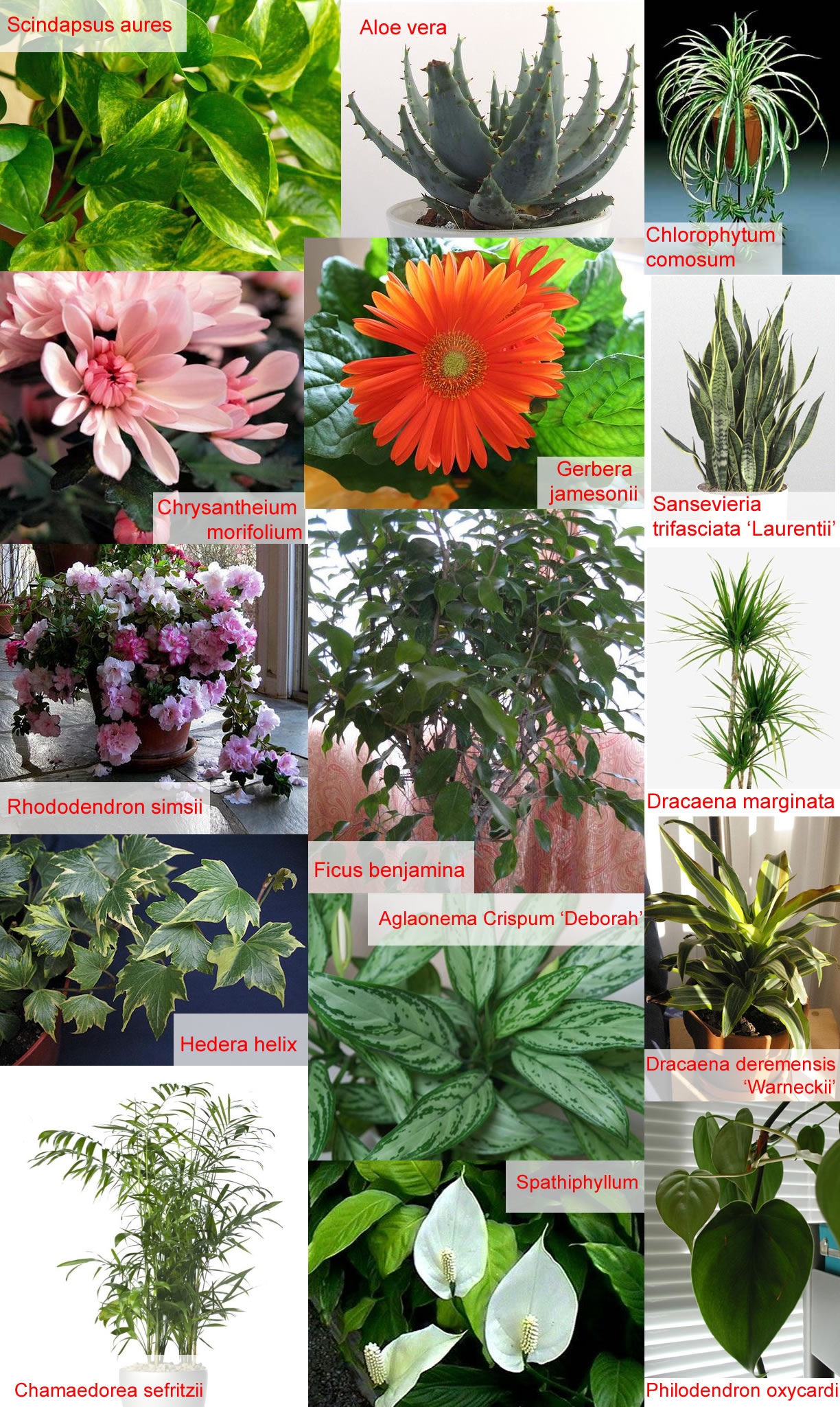 Names Of Different Houseplants - Zion Star