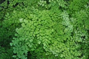 Adiantum capillus-veneris 