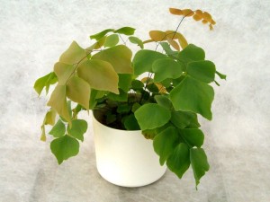 Adiantum peruvianum