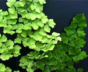 Adiantum tenerum 'Scutum'