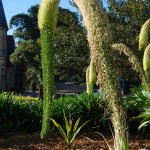 Agave attenuata