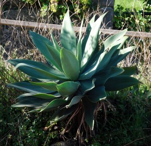 Agave attenuata