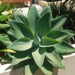 Agave attenuata