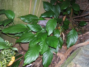 Aglaonema modestum