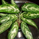 Aglaonema modestum Variegatum