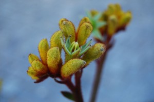 Anigozanthos rambubona