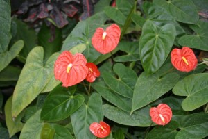 Anthurium andreanum