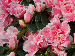 Azalea indica 'Inga'