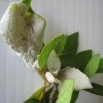 Azalea leaf and flower gall