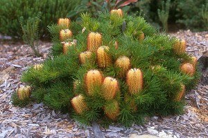 Banksia spinulosa