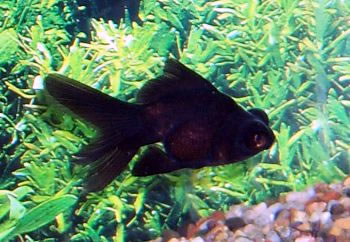 ranchu black goldfish