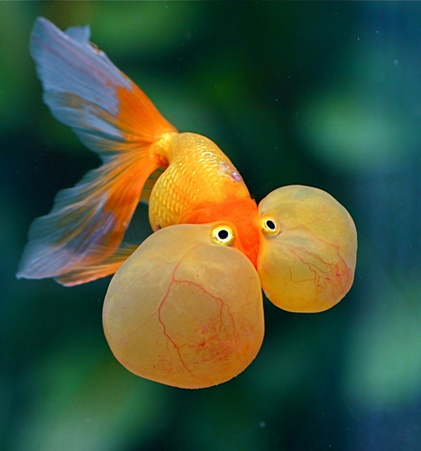 bubble eye black goldfish