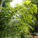 Caryota mitis