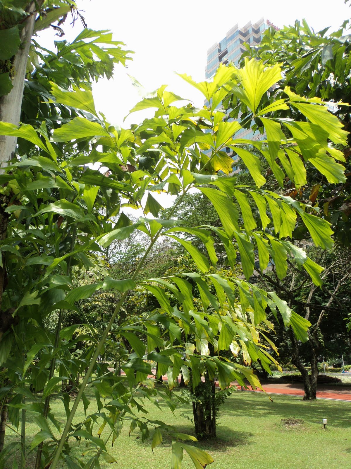 Fishtail Palm