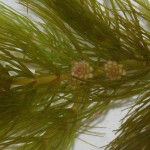 Ceratophyllum demersum inflorescence