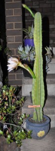 Cereus peruvianus