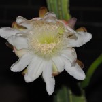 Cereus peruvianus