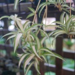 Chlorophytum comosum