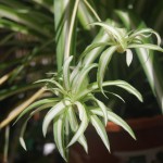 Chlorophytum comosum