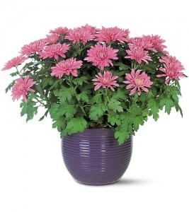 Chrysanthemum morifolium