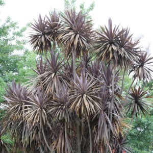 Cordyline australis 'Red Sensati'