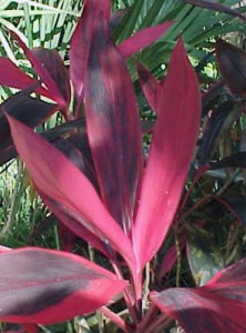 Cordyline terminalis