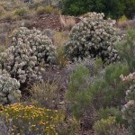 Crassula arborescens