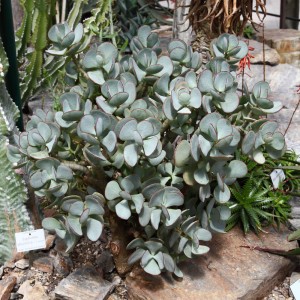 Crassula arborescens