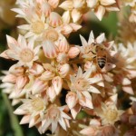 Crassula arborescens - flowers