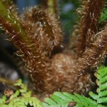 Cyathea cooperi